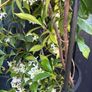 215cm trachelospermum  jasmine highly scented flower jasmine in new rattan pot Image 3