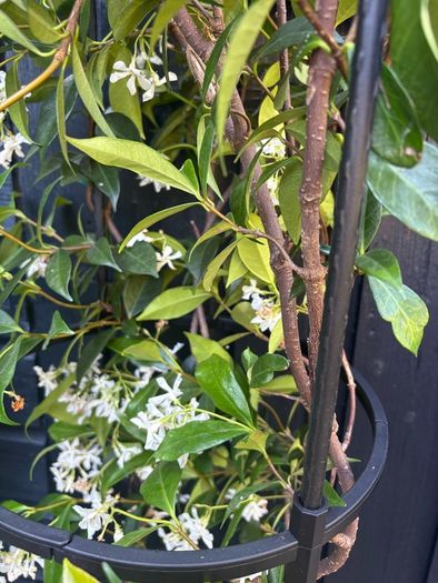 215cm trachelospermum  jasmine highly scented flower jasmine in new rattan pot