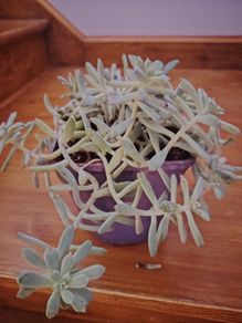 Plants