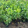 Potted Laurel Hedging Image 3