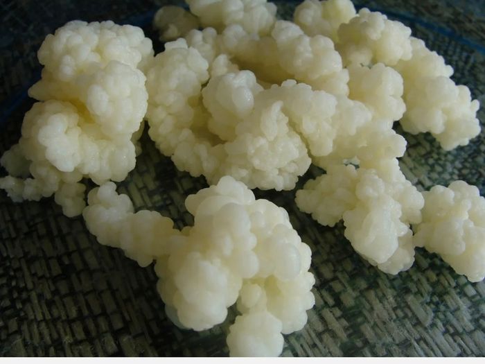 Organic Probiotic Milk Kefir Grains Tibetan Mushroom
