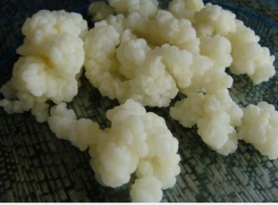 Organic Probiotic Milk Kefir Grains Tibetan Mushroom