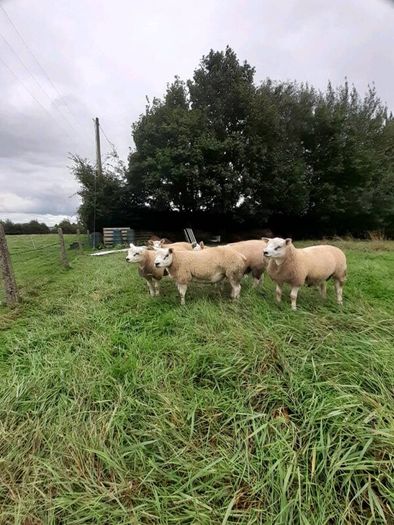 Ewes (4) , Ewe Lambs (6) Ram Lambs (6) PBR Texel .