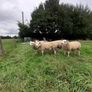 Ewes (2) PBR Texel . Image 5