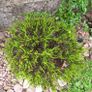 Beautiful Glazed Flower Pot with Heather Included Image 7