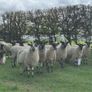 22 Mule Hoggets Image 2