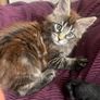 Maine Coon Kitten Image 3
