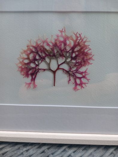 3 seaweed paintings, real seaweed, no post, D18