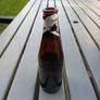 Guinness Kaliber,empty bottle Image 2