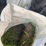 Top soil Image 4