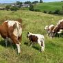 Pedigree Irish Moiled cows with bull calf at foot Image 9