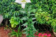 Five Giant Lillie's SALE