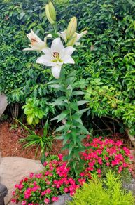 Five Giant Lillie's