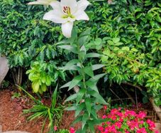 Five Giant Lillie's