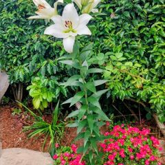 Five Giant Lillie's