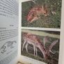 Wild Animals of The British Isles by Maurice Burton (HQ523) Image 6