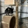 Chinchila looking for new home Image 2