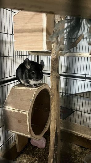 Chinchila looking for new home