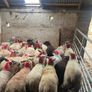 50 super ewe lambs Image 7