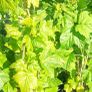 plants Image 4