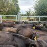 27 smashing Angus heifers Image 4