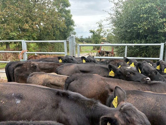 35 smashing  Angus heifers