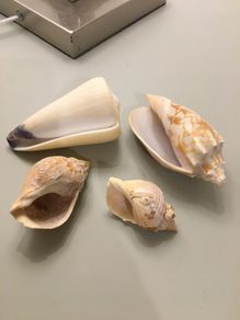 Shells