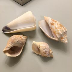 Shells
