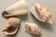 Shells