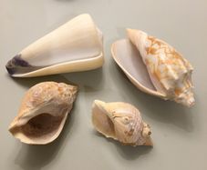 Shells
