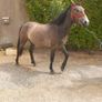 2 YO Irish Draught horse Image 3