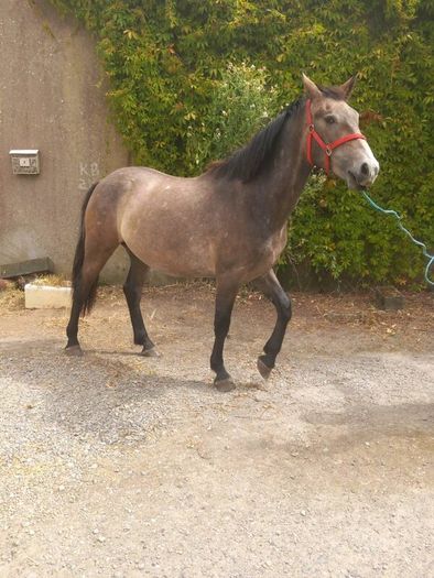 2 YO Irish Draught horse