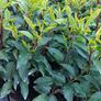 Portuguese Laurel Image 6
