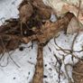 Dahlia tubers Image 7