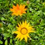 Gazania Flowers Image 3