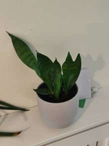 house plants