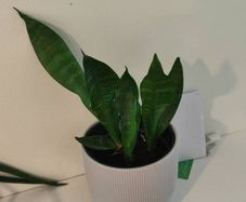 house plants