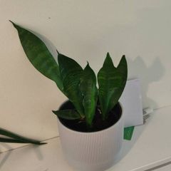 house plants
