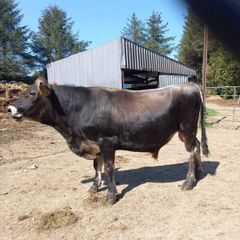 Jersey bull
