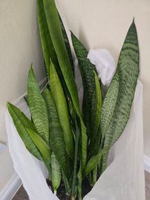 Snake plant green, house pot plant