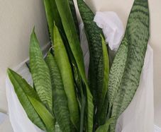 Snake plant green, house pot plant