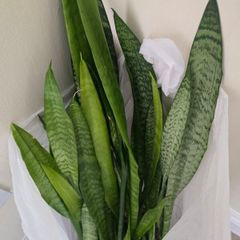 Snake plant green, house pot plant