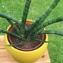 Sansevieria Cylindrica with Yellow Pot Image 8