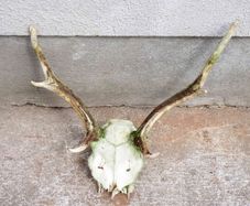 Horns of a young deer