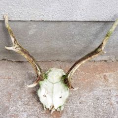 Horns of a young deer