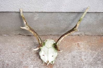 Horns of a young deer