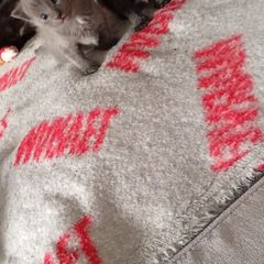 Kittens