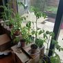 Organic Tomato Plants Image 5