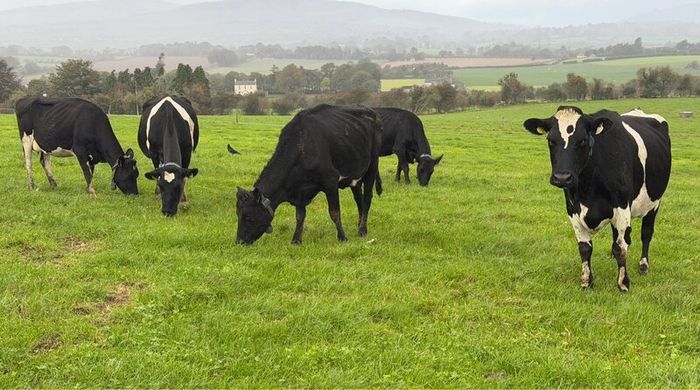 Young Empty Milking Cows