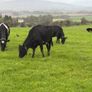 Young Empty Milking Cows Image 3